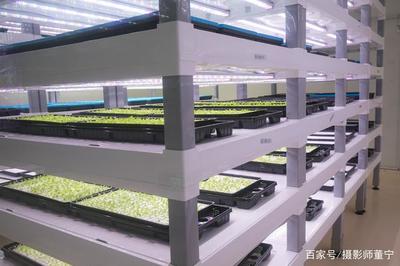 探訪全球最大植物工廠 計算機系統(tǒng)集成的綠色奇跡